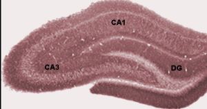 ラットの海馬の断面図です　歯状回はDGで表示されています